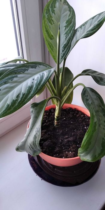 Домашний цветок "Аглаонема"