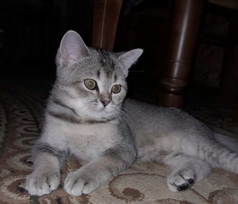 British Chinchilla straight   срочно сотилади