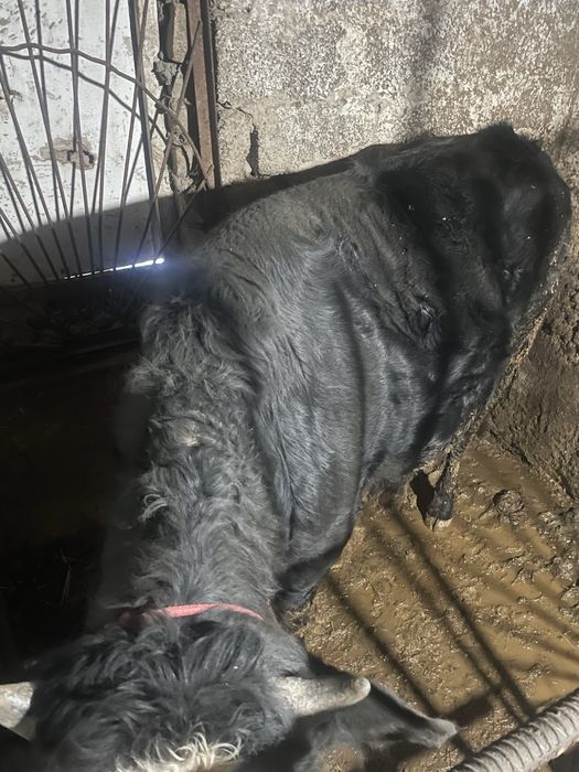 Buqa sotiladi stochno