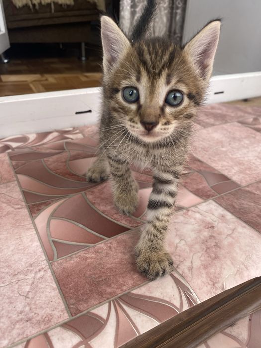 отдам котенка мальчик полосатый