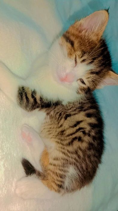 Котятки в поисках семьи