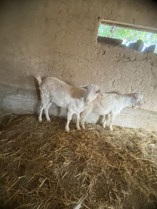 Орыс ешкілері сатылады бірінші тума екі үш айда және туады келісіп бер