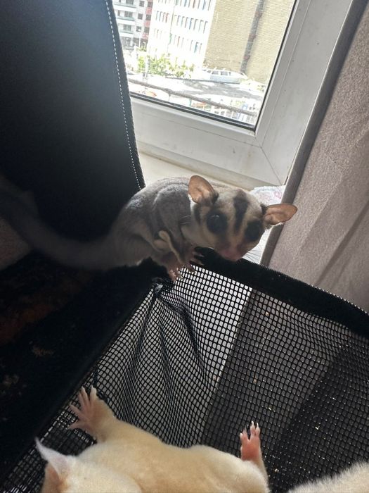 Veverița sugar glider
