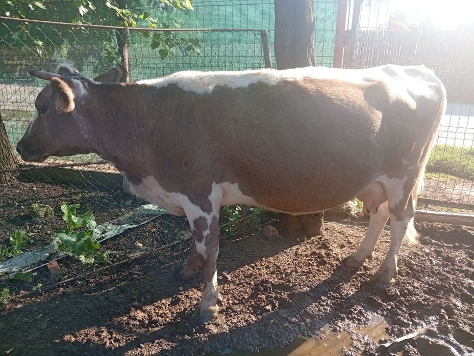 Vând vaca de lapte