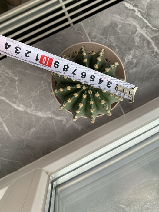 Кактусы эхинопсисы 10 см