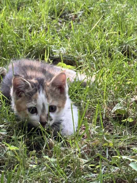 БЕСПЛАТНО домашние котята