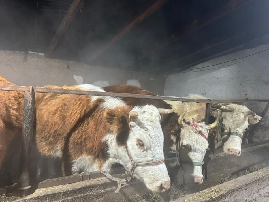 Сиыр сатылады  документы бәрі бар