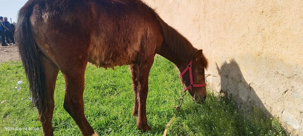 8 oylik toycha sotiladi