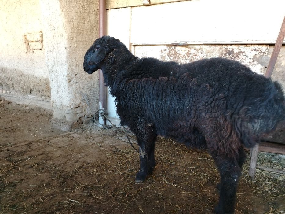 Qo'chqor qo'zi sotiladi