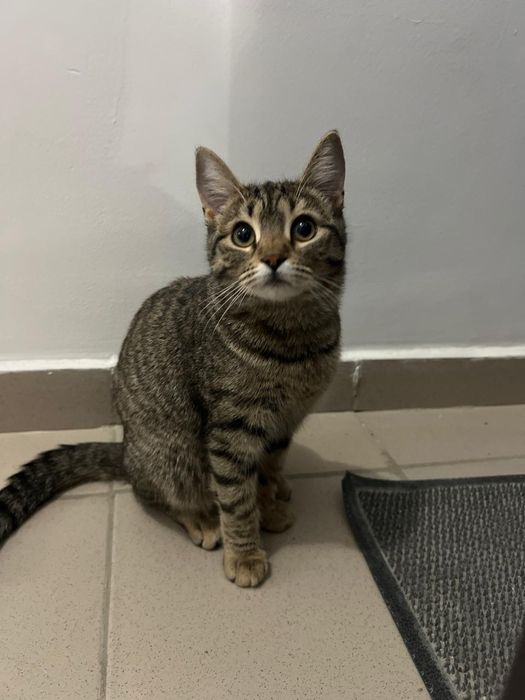 Отдам даром кошку беременяшку