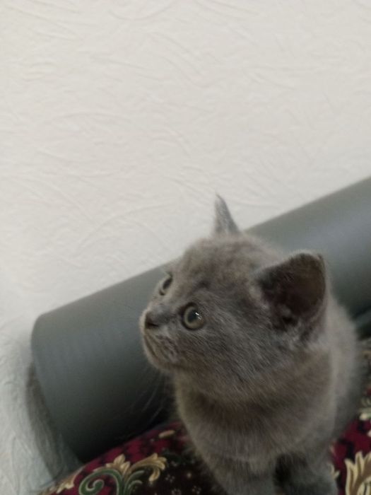 Mushuk bollari sotiladi. 800000 som. Toza qonli