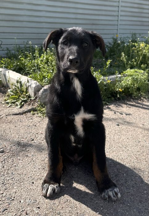 Щенок в хоршие руки