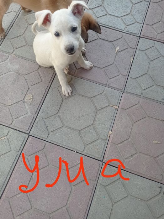 Отдам щенков девочек