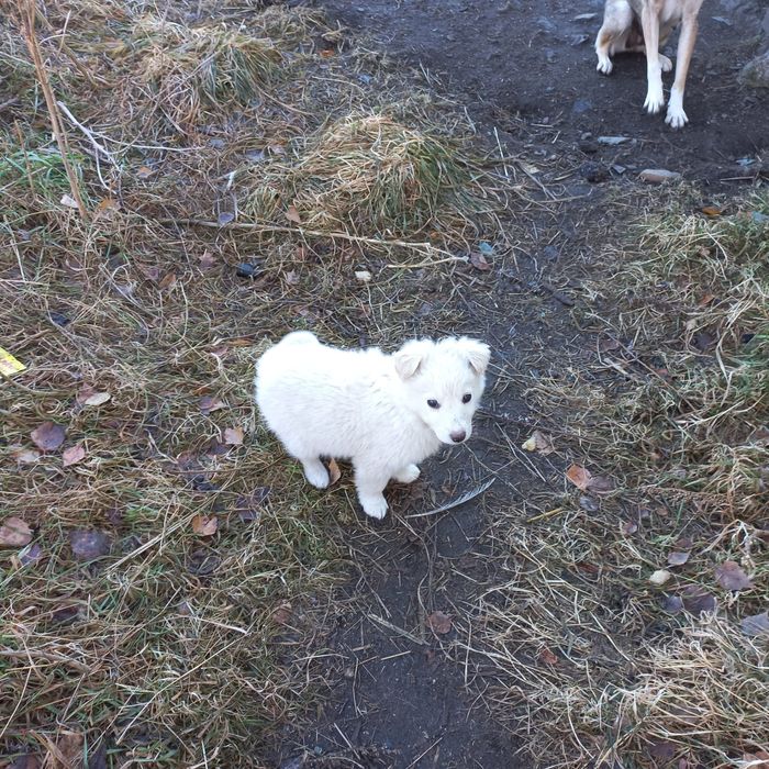 Срочно Срочно Срочно Щенки ищут дом