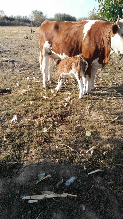 Vand vaca rasa Simmental cu vitelusa