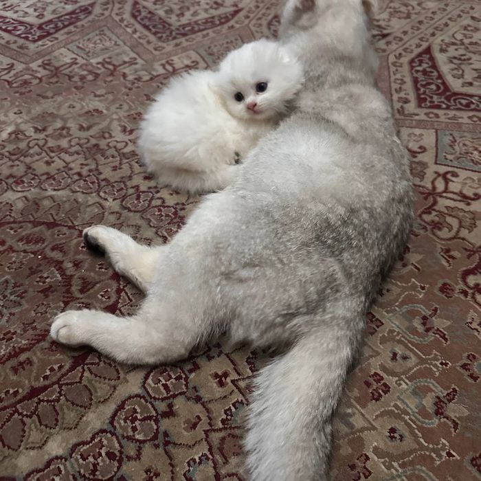 Вислоухие котята