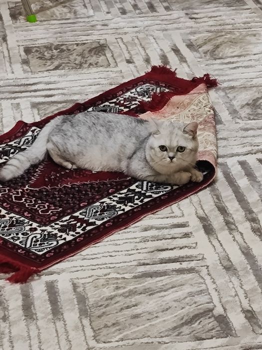 Вязка кошек. Mushuk qoshish