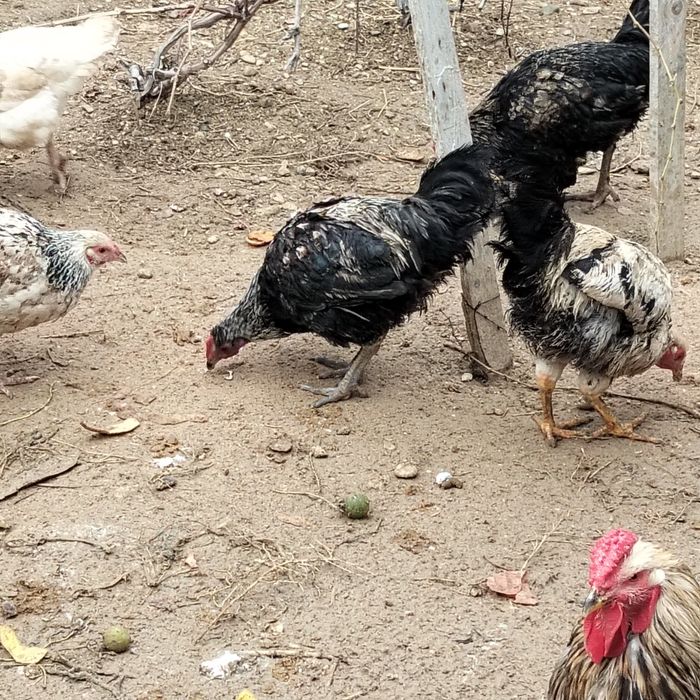 Қораздар сатылады