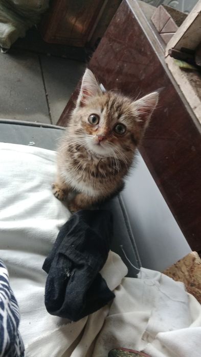 Отдам котенка в дар