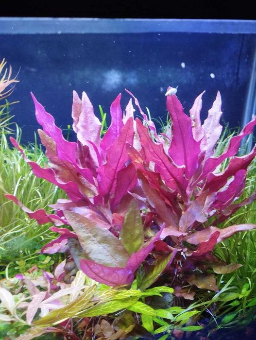 Продам аквариумные растения