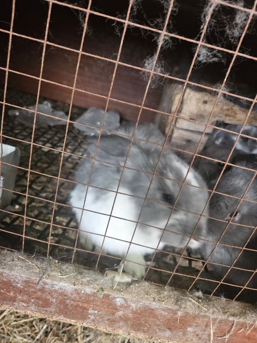 Продам кроликов разных пород