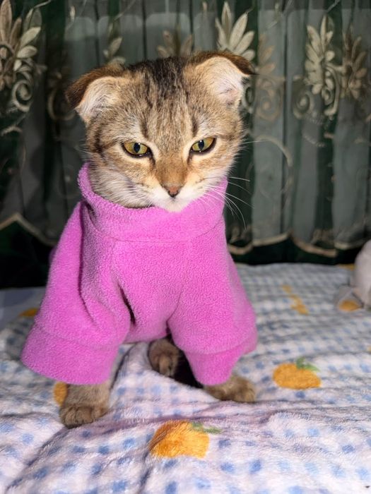 Ласка ищет семью