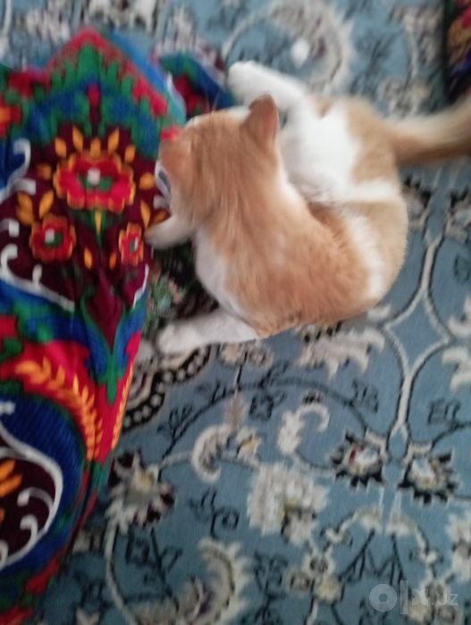 Mushuk sotiladi zotli