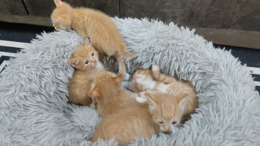 Отдам котят бесплатно