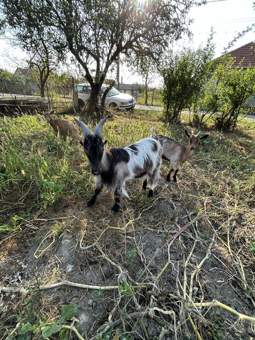 Vand 2 oi cu 2 berbecuti mici