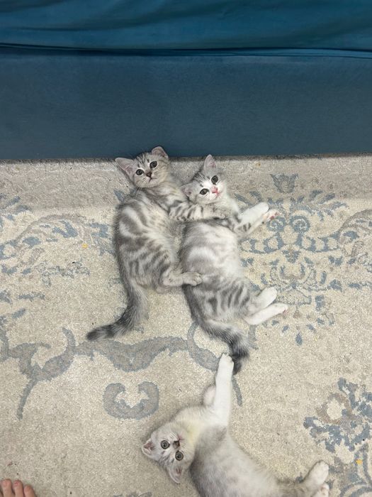 Котята шотландские