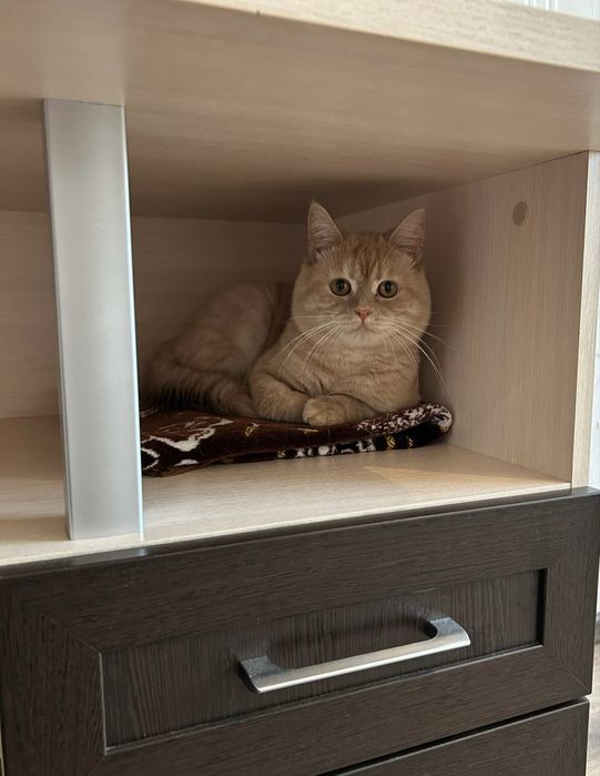 Кот в добрые руки
