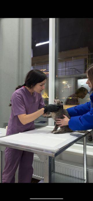 Супер-котенок в добрые руки