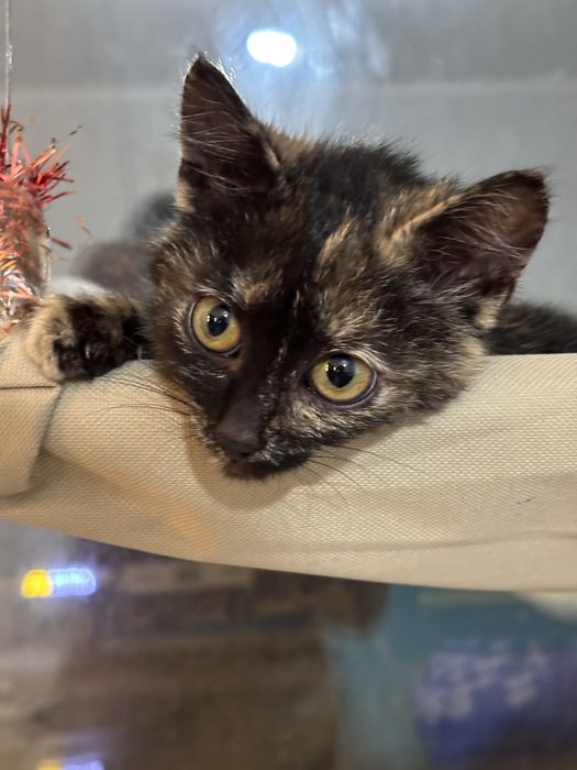 Отдам красивую кошечку