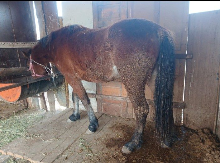 Жылқы еті 2800кг