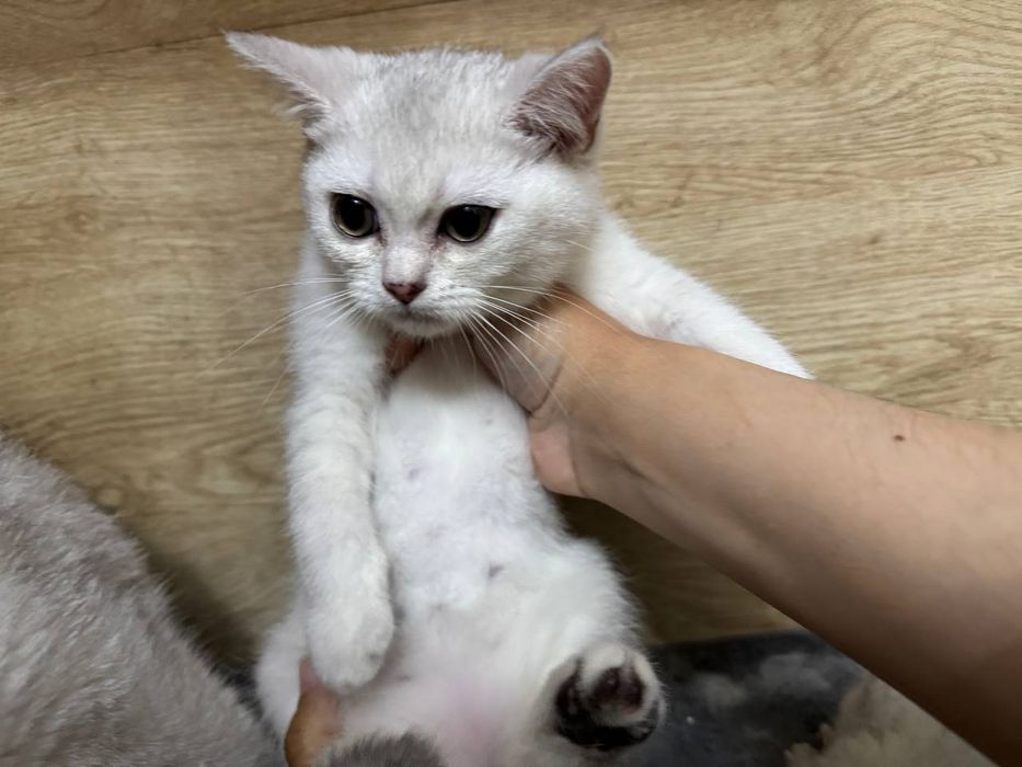 Mushuk sotiladi, Кошка, Cat