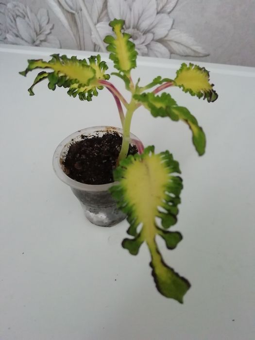 Комнатные растения