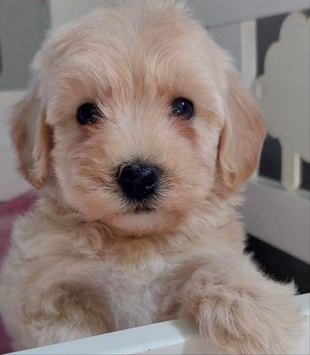 Bichon havanez400 lei