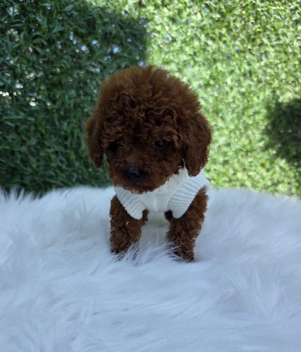 Резервирано !Пудел той момче с документ за произход