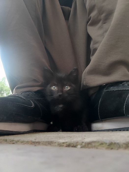Черный котёнок, 1,5 месяца
