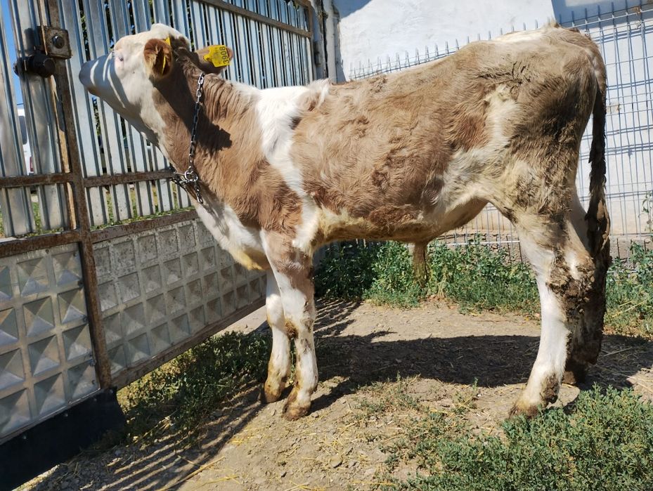 Vând tăurași ,la bucată,  tel .0753691216