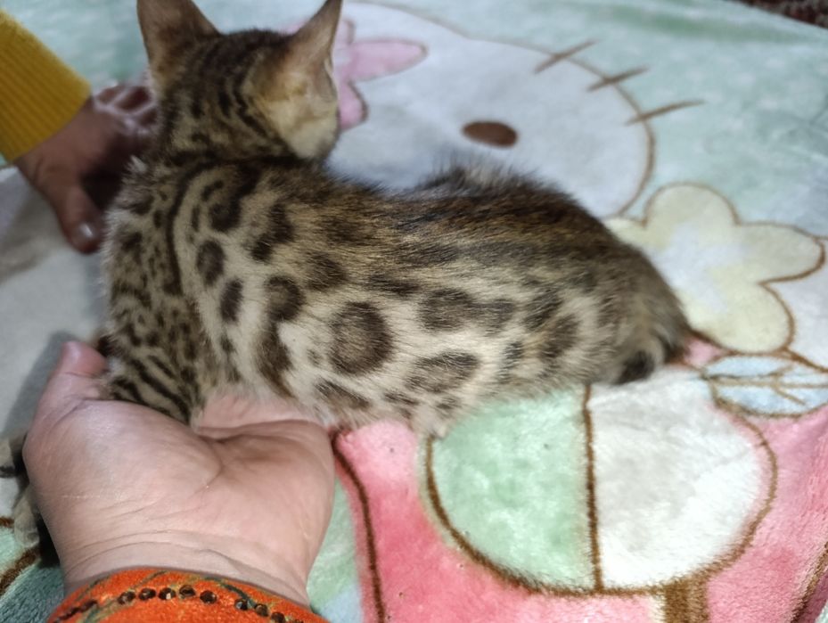 Бенгальские котята