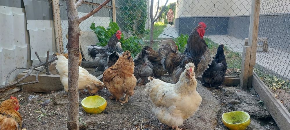 Продам кур Брама