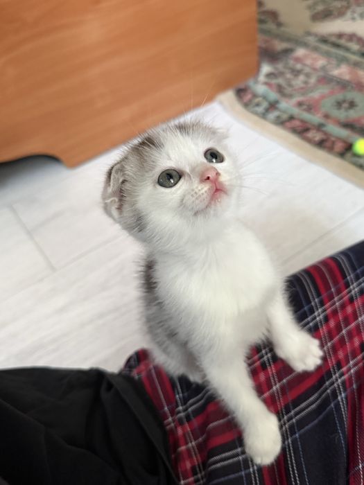 Продам шотландских котят