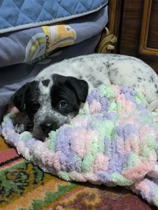 Щеночек в добрые руки!