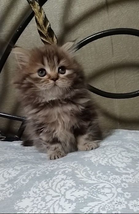 Шикарная Хайленд страйт.