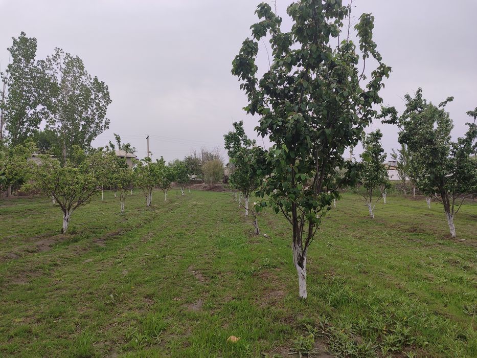 Yer aholini ichida bogʻ chaga 100 metr