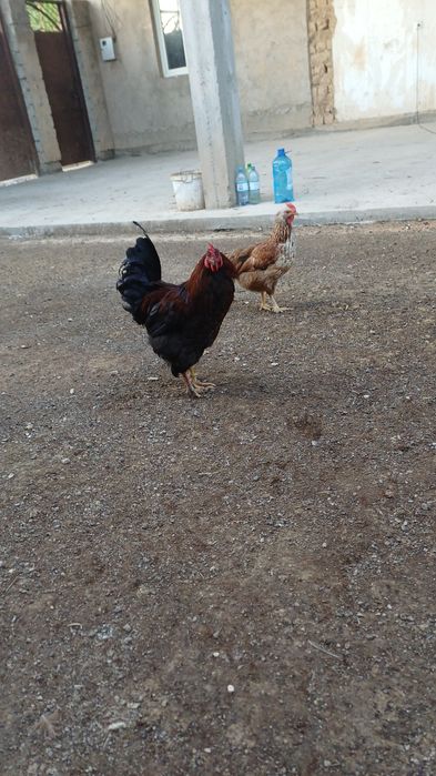 Қораздар сатылады