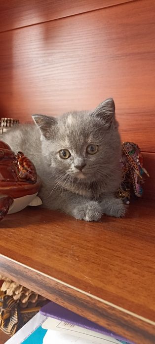 Продается котенок