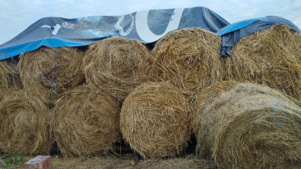 Vand baloti de paie grau orz