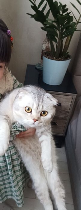 Вислоухая  Серебристый шиншилла